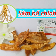 Mua bán sâm bố chính ở quận Tân Bình chữa yếu sinh lý nâng cao thể trạng