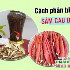 Mua bán sâm cau đỏ tại TP.HCM uy tín chất lượng tốt nhất
