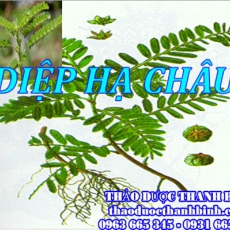 Mua bán sỉ và lẻ diệp hạ châu tại Bến Tre giá tốt nhất