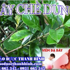 Mua bán sỉ và lẻ cây chè dung tại Bắc Giang giá tốt nhất