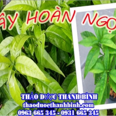Mua bán sỉ và lẻ cây hoàn ngọc tại Điện Biên giá tốt nhất