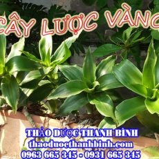 Mua bán sỉ và lẻ cây lược vàng tại Điện Biên giá tốt nhất