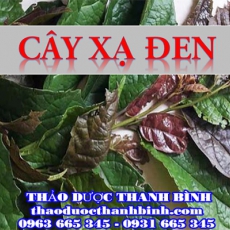 Mua bán sỉ và lẻ cây xạ đen tại Bình Định giá tốt nhất