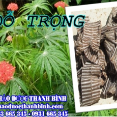 Mua bán sỉ và lẻ đỗ trọng tại Cần Thơ giá tốt nhất