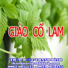 Mua bán sỉ và lẻ giảo cổ lam tại Bình Dương giá tốt nhất