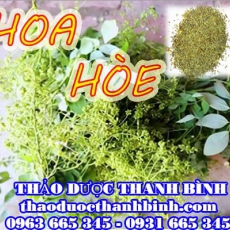 Mua bán sỉ và lẻ hoa hòe tại Bình Thuận giá tốt nhất