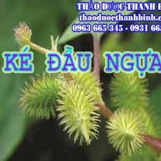 Mua bán sỉ và lẻ ké đầu ngựa tại Điện Biên giá tốt nhất