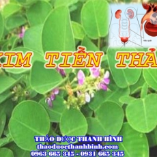 Mua bán sỉ và lẻ kim tiền thảo tại Bà Rịa - Vũng Tàu giá tốt nhất