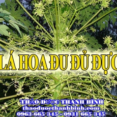 Mua bán sỉ và lẻ lá hoa đu đủ đực tại Bình Định giá tốt nhất