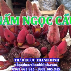 Mua bán sỉ và lẻ nấm ngọc cẩu tại Cần Thơ giá tốt nhất