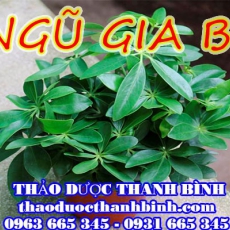 Mua bán sỉ và lẻ ngũ gia bì tại Bắc Ninh giá tốt nhất