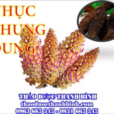 Mua bán sỉ và lẻ nhục thung dung tại Cao Bằng giá tốt nhất