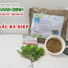 Mua bán trắc bá diệp ở quận Bình Tân giúp điều trị táo bón hiệu quả