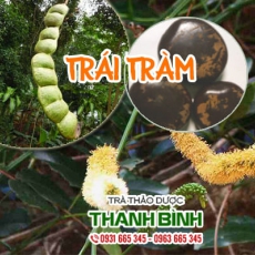 Mua bán trái tràm ở quận Gò Vấp có tác dụng giảm đau lưng mỏi gối