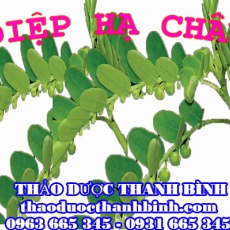 Mua diệp hạ châu ở đâu tại Bến Tre an toàn hiệu quả ???