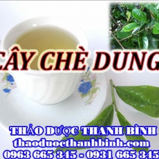 Mua cây chè dung ở đâu tại Bắc Giang an toàn hiệu quả ???