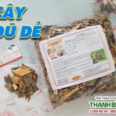 Mua cây dũ dẻ giá rẻ uy tín chất lượng nhất ở đâu?