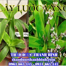 Mua cây lược vàng ở đâu tại Điện Biên an toàn hiệu quả ???