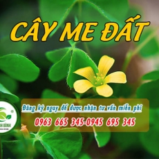 Mua cây me đất ở đâu tại Hà Nội uy tín chất lượng nhất ???