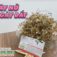 Mua cây nở ngày đất giá rẻ uy tín chất lượng nhất ở đâu?