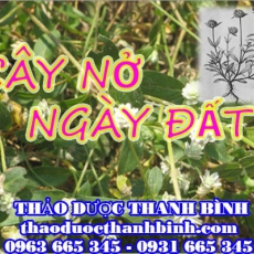 Mua cây nở ngày đất ở đâu tại Cà Mau an toàn hiệu quả ???