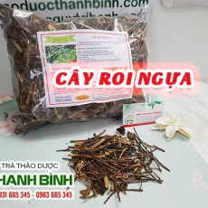 Mua bán cây roi ngựa tại TP.HCM uy tín chất lượng tốt nhất