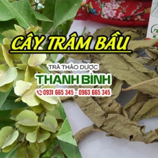Mua bán cây trâm bầu tại TP.HCM uy tín chất lượng tốt nhất