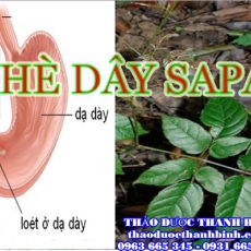 Mua chè dây ở đâu tại Bà Rịa - Vũng Tàu an toàn hiệu quả ???