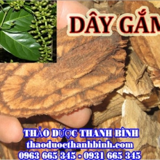 Mua dây gắm ở đâu tại Đà Nẵng an toàn hiệu quả ???