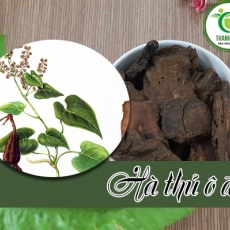 Mua hà thủ ô đỏ giá rẻ uy tín chất lượng nhất ở đâu?