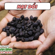 Mua hạt dổi ở đâu tại TPHCM???