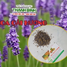Mua bán hoa oải hương tại TP.HCM uy tín chất lượng tốt nhất