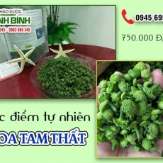 Mua hoa tam thất giá rẻ uy tín chất lượng ở đâu?