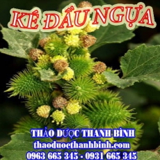 Mua ké đầu ngựa ở đâu tại Điện Biên an toàn hiệu quả ???