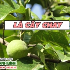 Mua lá cây chay ở đâu tại TP. HCM???