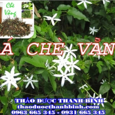 Mua lá chè vằng ở đâu tại An Giang an toàn hiệu quả ???