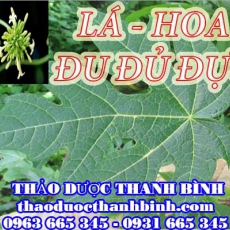 Mua lá hoa đu đủ đực ở đâu tại Bình Định an toàn hiệu quả ???