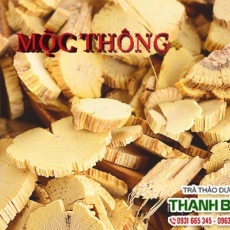Mộc thông [Hình ảnh, công dụng, cách dùng] Mua ở đâu chất lượng tốt nhất?