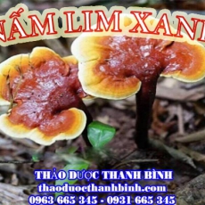 Mua nấm lim xanh ở đâu tại Cao Bằng an toàn hiệu quả ???