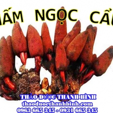 Mua nấm ngọc cẩu ở đâu tại Cần Thơ an toàn hiệu quả ???