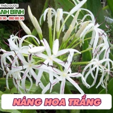 Náng hoa trắng [Hình ảnh, công dụng, cách dùng] Mua ở đâu chất lượng tốt nhất???