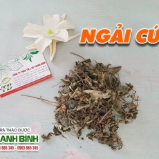 Mua bán ngải cứu tại TP.HCM uy tín chất lượng tốt nhất
