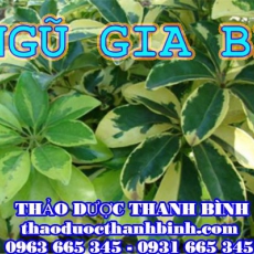 Mua ngũ gia bì ở đâu tại Bắc Ninh an toàn hiệu quả ???