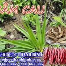 Mua sâm cau ở đâu tại Điện Biên an toàn hiệu quả ???