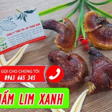 Nấm lim xanh [Hình ảnh, công dụng, cách dùng] Mua ở đâu chất lượng tốt nhất?