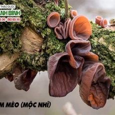 Nấm mèo [Hình ảnh, công dụng, cách dùng] Mua ở đâu chất lượng tốt nhất???