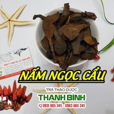 Nấm ngọc cẩu [Hình ảnh, công dụng, cách dùng] Mua ở đâu chất lượng tốt nhất?