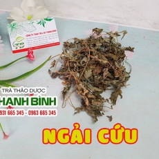 Ngải cứu [Hình ảnh, công dụng, cách dùng] Mua ở đâu chất lượng tốt nhất?
