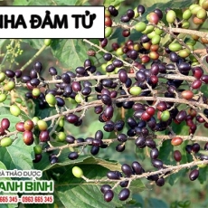 Nha đảm tử [Hình ảnh, công dụng, cách dùng] Mua ở đâu chất lượng tốt nhất?