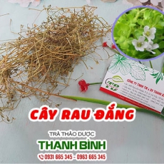 Cây rau đắng [Hình ảnh, công dụng, cách dùng] Mua ở đâu chất lượng tốt nhất???